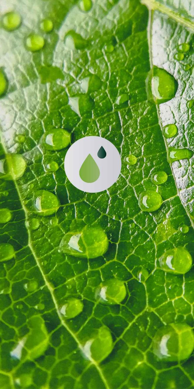 Close up of Green leave with dew drops.