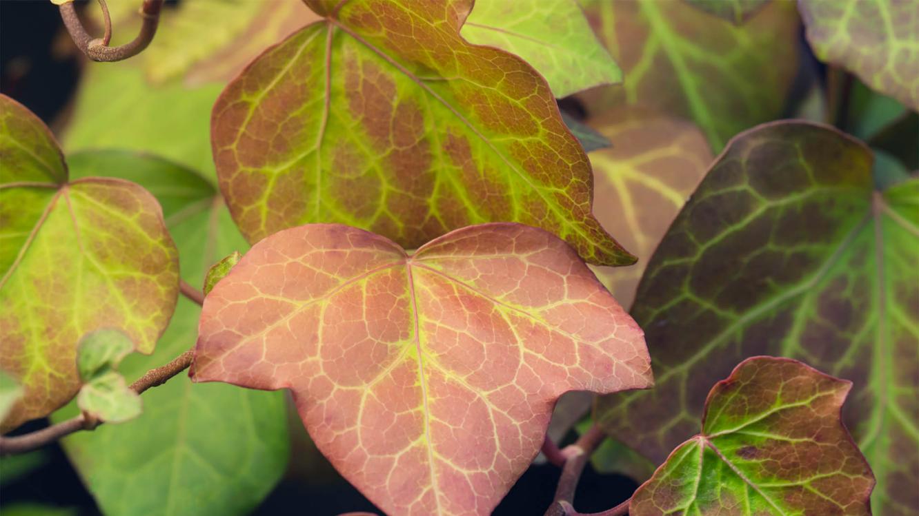 Close up textured view of green leaves.